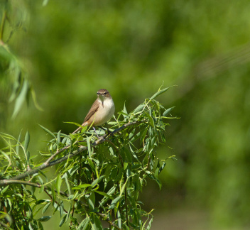 reed-warbler