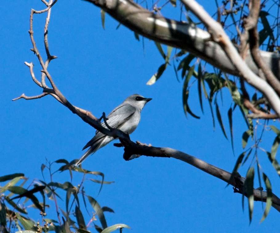 white-bellied-cuckoo-shrike