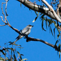 white-bellied-cuckoo-shrike