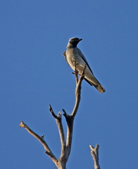black-faced-cuckoo-shrike