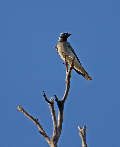 black-faced-cuckoo-shrike