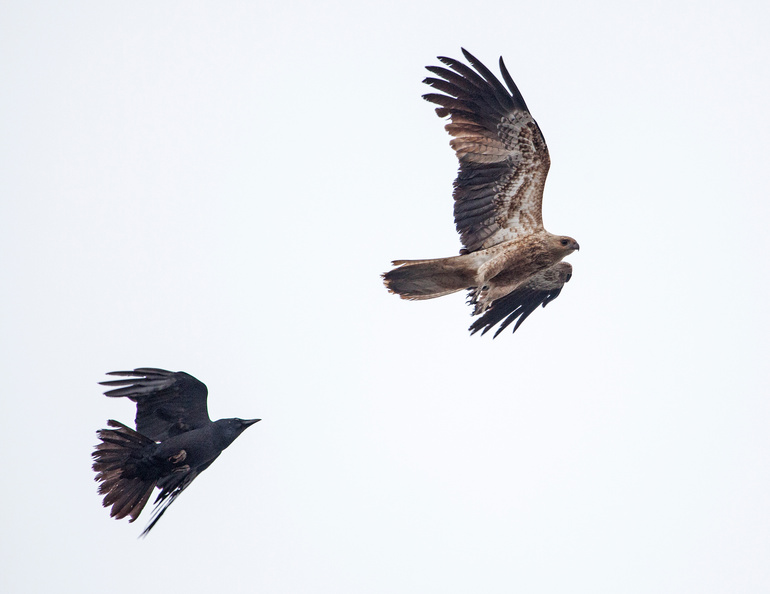 kite-raven-dk.jpg