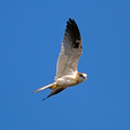 black-shouldered-kite