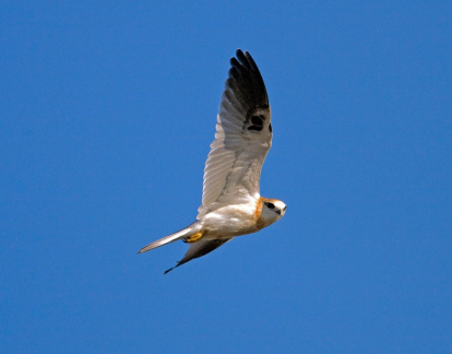 black-shouldered-kite