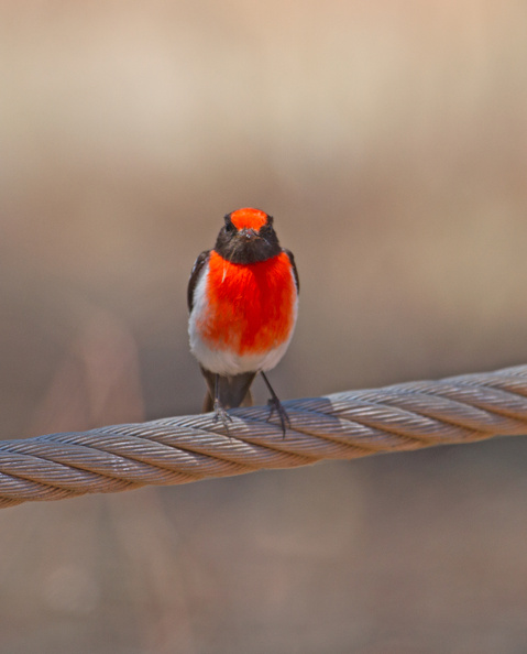 red-capped-robin-terrick.jpg