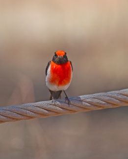 red-capped-robin-terrick