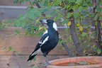 Magpies