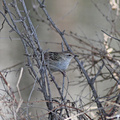 Little-Grassbird-IMG_2863.jpg