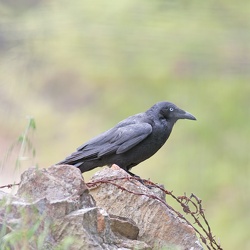 Little Raven