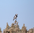 White-fronted Chat