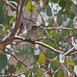 Horsfields Bronze Cuckoo