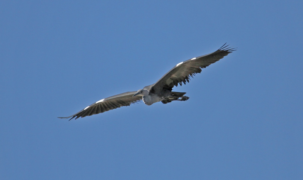 white-necked-heron-IMG 6248-Edit