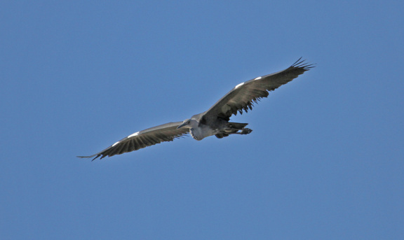 white-necked-heron-IMG 6248-Edit