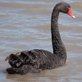 black-swan-IMG 3497