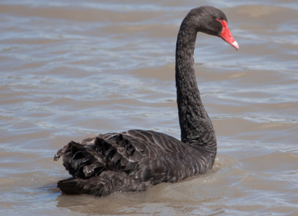 black-swan-IMG 3497