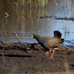 Black-tailed Native hen