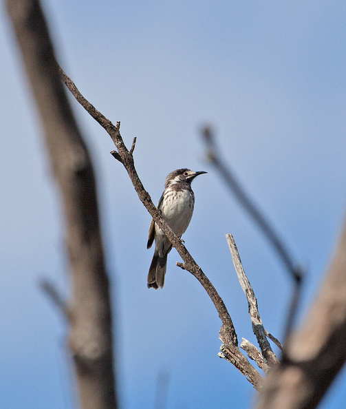 white-fronted-he-IMG 1250