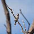 white-fronted-he-IMG 1250