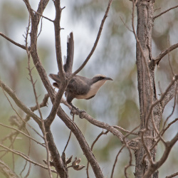 Grey-crowned Babbler