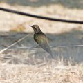 bronze-cuckoo-IMG_7105.jpg