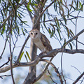 barn-owl-IMG_4150.jpg