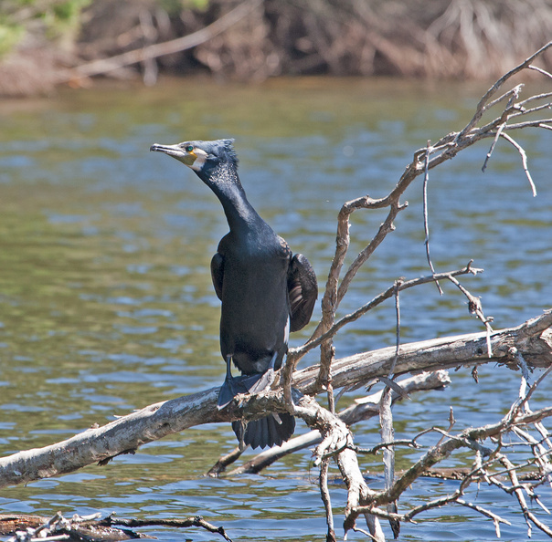 great-cormorant-IMG_6059.jpg