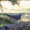 wonga-pigeon-IMG 0533-Edit