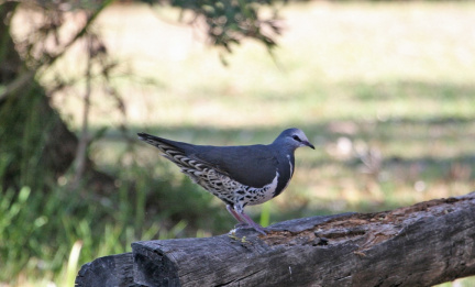 wonga-pigeon-IMG 0533-Edit
