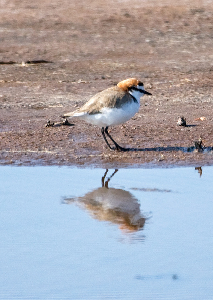 red-capped-plover-IMG 3149-Edit