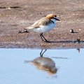 red-capped-plover-IMG 3149-Edit