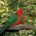 king-parrot-CRW 0202dxo-