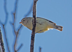 Weebill