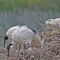 white-ibis-IMG 2419-Edit