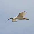 white-ibis-IMG 2428-Edit