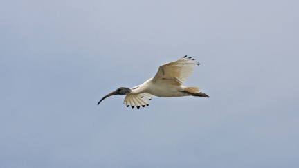 white-ibis-IMG 2428-Edit