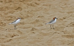 red-capped-plover-IMG 5378-Edit