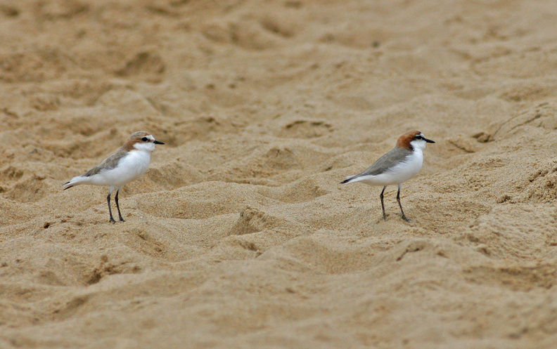 red-capped-plover-IMG 5378-Edit
