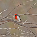 red-capped-robin-IMG_7347_out.jpg