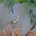 brown-thornbill-IMG 3718