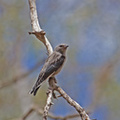 dusky-woodswallow-juv-IMG 3679