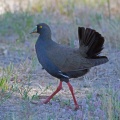 black-tailed-native-hen-IMG_2366.jpg