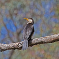 little-pied-cormorant-IMG_3555.jpg