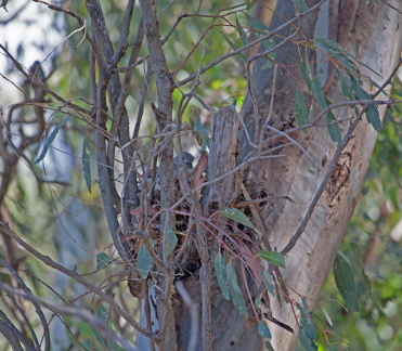 Grey Shrike-thrush nest