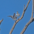 white-faced-heron-feeding-young-IMG_3948.jpg