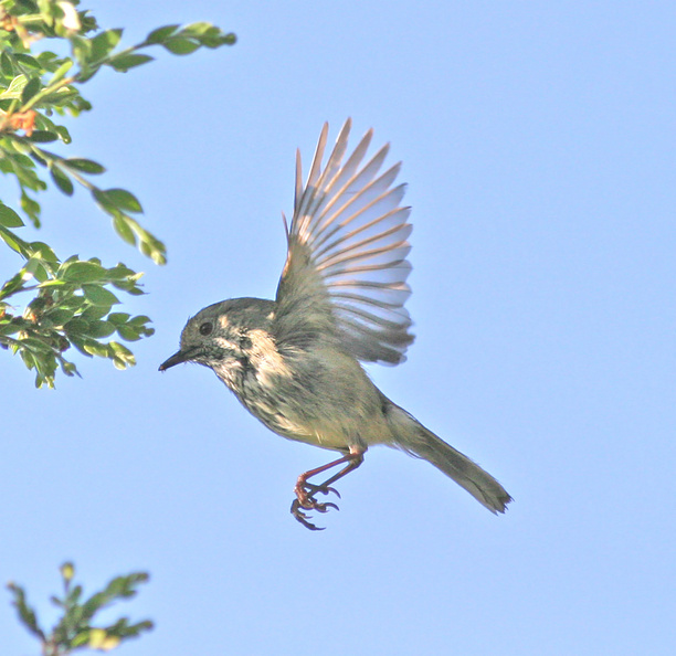 brown-thornbill-flight.jpg
