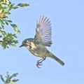 brown-thornbill-flight