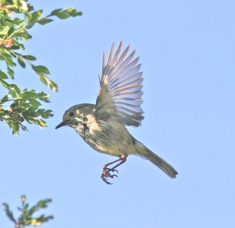 brown-thornbill-flight