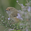 brown-thornbill-side-b