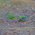 turquoise-parrot-IMG 3363