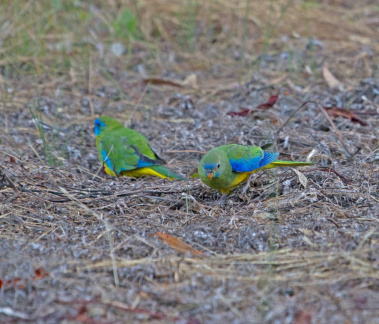 turquoise-parrot-IMG 3363